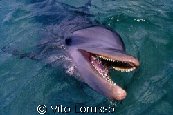 Dolphin by Vito Lorusso 